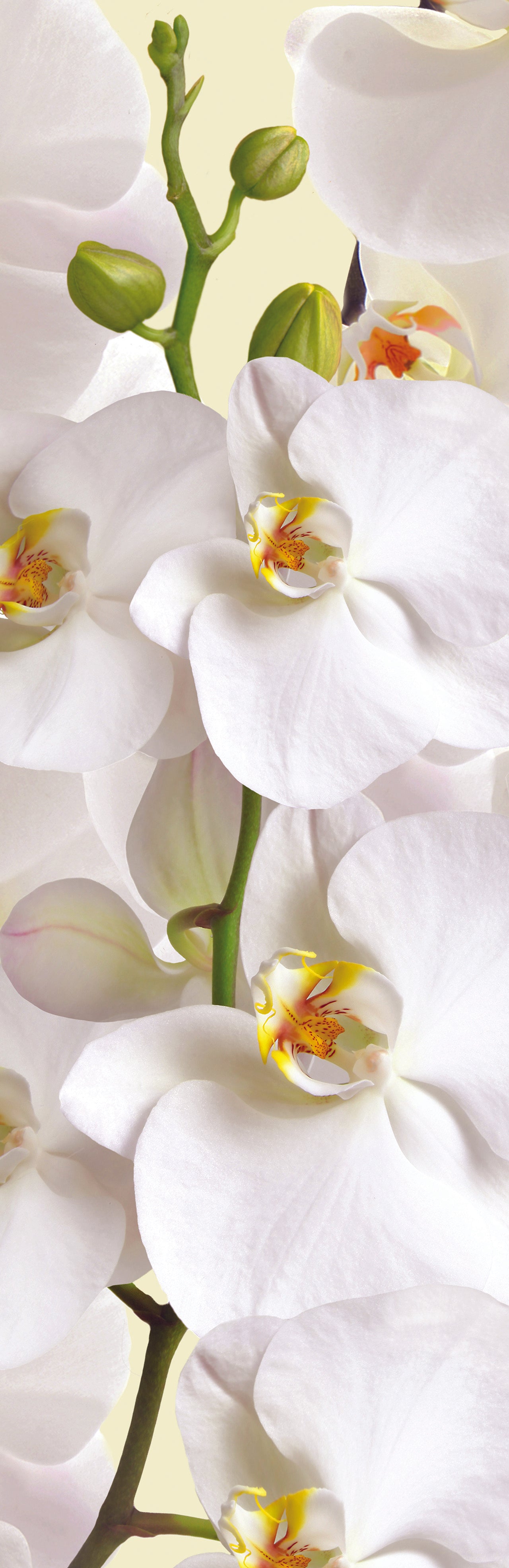 Sticker on the refrigerator Orchid vinyl 3D Sticker decor for the kitchen self-adhesive